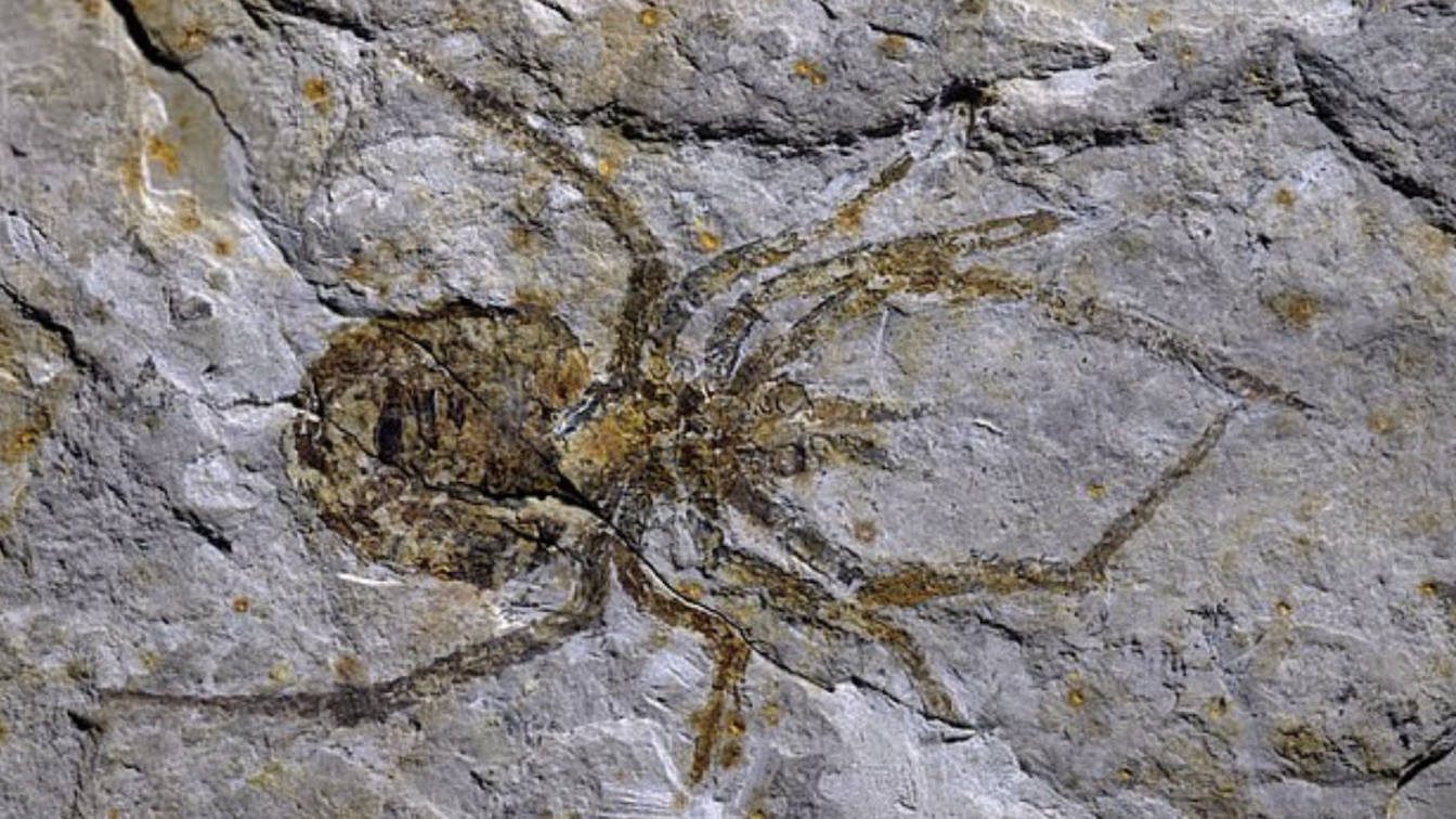 This image captures a fossilized arachnid, with its eight legs radiating out from its central body imprinted onto a lighter colored stone surface